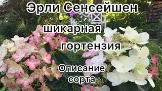 ГОРТЕНЗИЯ ЭРЛИ СЕНСЕЙШЕН шикарная красотка. Описание сорта