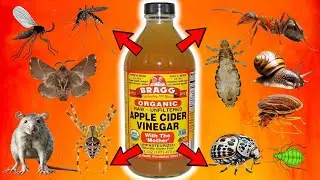 APPLE CIDER VINEGAR: Ultimate Pest Control For FLIES, MICE, ANTS, MOTHS, LICE, GNATS, BEDBUGS, APHID