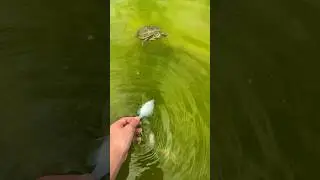 Feeding my pet turtle, a whole bluegill #viral #fishing #fish #viral #nature #wildlife #shorts