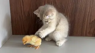 Kitten:I will bring the lost chicks back to the mother hen safely!Chicks trust kittens.Funny animals