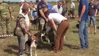 18.08.2018 г Воронеж выставка собак охотничьих пород.