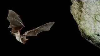 Nature | Dracula's Hidden Kingdom - Preview