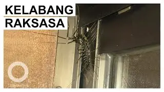 Geli! Ada ‘House Centipede’, Kelabang Raksasa Berukuran 60 Cm - TomoNews