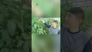 За сколько дней опылять последний кисть!