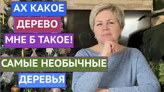 САМЫЕ НЕОБЫЧНЫЕ И ПРЕКРАСНЫЕ ДЕРЕВЬЯ ДЛЯ ВАШЕГО САДА!