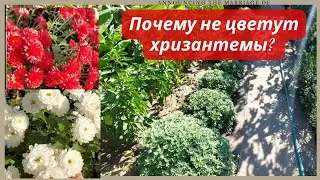 Хризантемы Цветут с Лета и до Самых Морозов