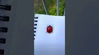 HOW TO DRAW A REALISTIC LADYBUG 🐞✨