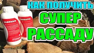 Корневая система, как  развить супер рассаду  ? Радифарм и мегафол для  рассады томата и капусты