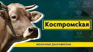 Костромская порода — достойный конкурент высшей лиге КРС. Опыт, содержание, преимущества