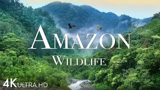 Amazon Wildlife In 4K - Animals That Call The Jungle Home | Amazon Rainforest | Relaxation Film