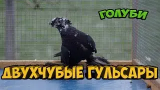 ДВУХЧУБЫЕ ГУЛЬСАРЫ | РЯБОГОЛОВЫЕ ГОЛУБИ | Pigeons | Taube | doves | dove