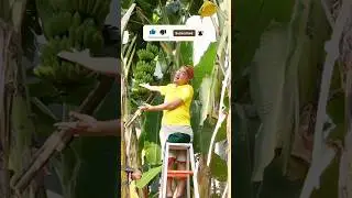 Pisang dalam Berbagai Bahasa 🍌 