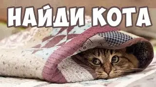 НАЙДИ КОТА! 🐈 Попробуй найди кота на картинке | БУДЬ В КУРСЕ TV