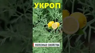 Укроп полезные свойства / Лекарственные растения