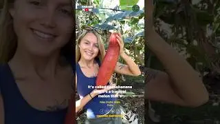 Discover Biggest Banana in the World: Cassabanana