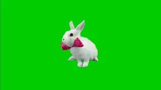 Cute Bunny Rabbit Green Screen Stock Video Footage HD