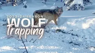 Trapping Alaskan Wolves 2023-24 Season Highlights