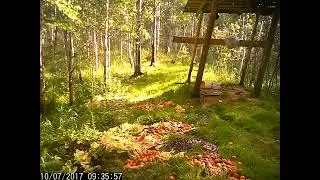 Самец косули с рожками на кормушке у кабанов