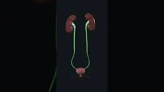 Urinary System: Anatomy of Urinary system #kidney #Ureter #urinarybladder #urethra