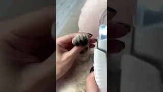 How to trim cat claws 💅🏼