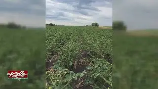 New Rule To Cut Down On Dicamba Drift Damage