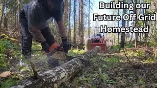 Building our Future Off Grid Homestead | Tree Felling, Removing Stumps, Building a Driveway EP. 4