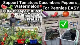 EASY Tomato Trellis Vertical Garden CAGE Container Gardening, Raised Bed, Peppers Cucumbers Tomatoes