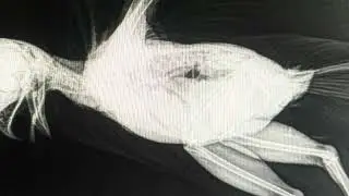 WILD @ HEART RESCUE PRESENTS A COOPERS HAWK WITH FRACTURED SPINE TO BE EUTHANIZED