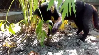 Кошка против ящерицы | Cat VS Lizard