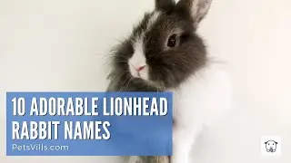 10 Cute Names For Lionhead Rabbits