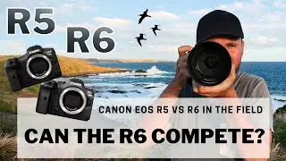 EOS R5 vs R6 In The Field  - Can The R6 Compete? Bird Photography Review