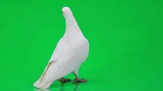 pigeon green screen effect