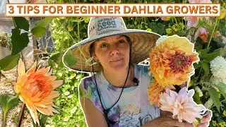 First Year Dahlia Growing Tips