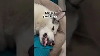 Собака УЛЫБАКА😂 #shorts #милаясобака #cutedogs #домашниеживотные