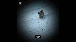 мистер бизнес вышел прогуляться с Барсиком 😭, земля ему пухом (Барсику)