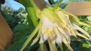 Dragon Fruit Flower Bud - Update 6.2: 14 days (Wilting already)