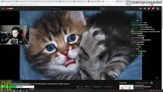 Братишкин смотрит  Семья взяла из приюта 20 летнего кота! Они даже не подозревал