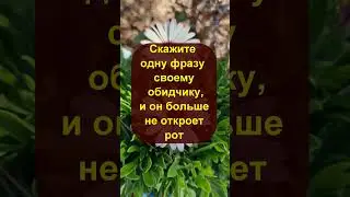 Скажите одну фразу своему обидчику, и он больше не откроет рот