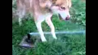 Kapu Sprinkler 7-18-11.wmv