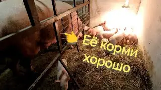 Проверенная ⏰ методика 🐷 поросятки 💯% будут  🔥