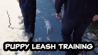 Puppy Leash Training Walk