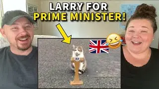 Americans Get to Know Larry the Cat - The UK's Most Famous Feline!