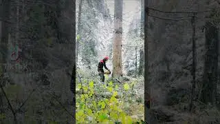 лес валка