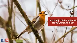 Suab Raj Thiab Suab Kab Noog Quaj Kho Siab | Bird Chirping