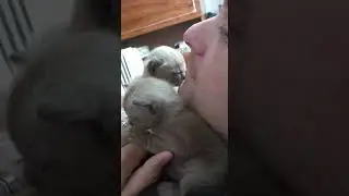 очаровательные котятки ❤😻❤