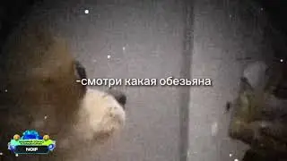 Смотри какая обезьяна