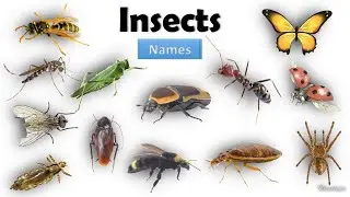 Insects Name | Learn Insects Name in English | Name of Insects Basic English Learning |