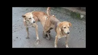 Awesome Rural Dogs !! Dog Meeting for the Summer Season in Village.