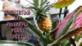 Harvesting My Pineapple Plant Growing in a Northern Climate  (Part 1)