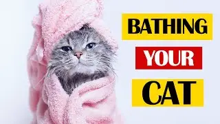 How to Give Your Cat a Bath Without Stress